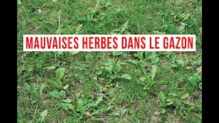 comment se débarrasser des mauvaises herbes dans le gazon [upl. by Ano993]