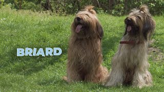 Briard Dog Breed Information 101 [upl. by Janna]