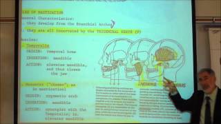 ANATOMY MUSCLES OF THE FACE amp HEAD by Professor Fink [upl. by Artenahs68]