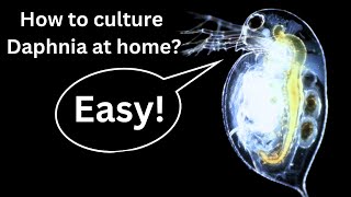 BEST Live Fish Food Beginner guide How to Culture Daphnia at home [upl. by Willtrude32]