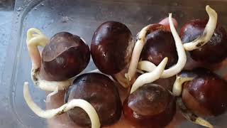 How To Grow Germinate Horse Chestnut Conker Seed Step by Step guide AMAZING RESULT [upl. by Ahtelrac]