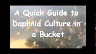 How to culture daphnia outside [upl. by Herstein269]