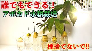 【超簡単】アボカド！芽を出させる方法！水耕栽培の方法と成功率を上げるコツを解説する！【How to sprout Avocado  Hydroponics methods】 [upl. by Remled666]