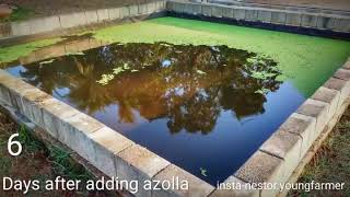 Fast azolla growth in 9 days [upl. by Leahcimal204]