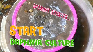 How to culture daphnia moina the easy way 1  Starting the Daphnia culture [upl. by Jobye385]