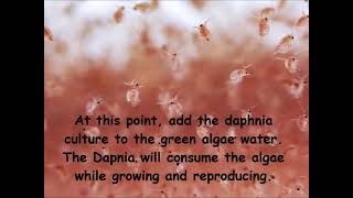 Daphnia  How to grow daphnia in your home [upl. by Atikam]