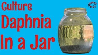 How to Culture Daphnia in a Jar [upl. by Nilde]