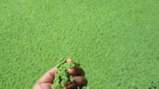 How to grow Azolla [upl. by Anyar]