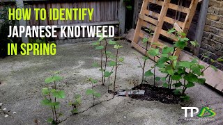 How To Identify Japanese Knotweed In The Spring [upl. by Ringsmuth]