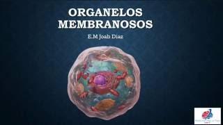 Histología organelos membranosos Parte 1 [upl. by Annam223]