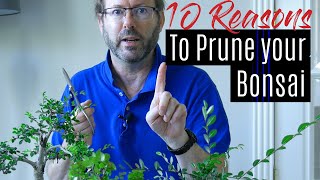 Bonsai Care  How to prune your Bonsai tree  Part 1 [upl. by Studley]