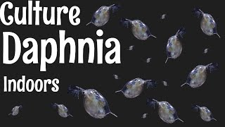 How to Culture Daphnia [upl. by Notac]