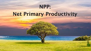 Net Primary Productivity [upl. by Eriuqs]