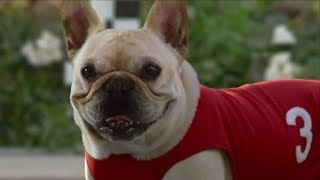 10 Funny Dog Commercials [upl. by Hock]