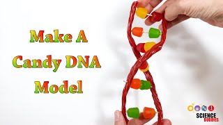 Make A Candy DNA Model  STEM Activity [upl. by Euqinahs]