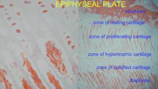 EPIPHYSEAL PLATE [upl. by Ursulina]