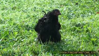 Black Bantam Cochin Frizzle Chicken [upl. by Lehcin]