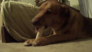 A Dog Chewing a Bone [upl. by Hgielrebma]