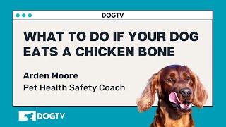 What To Do If Your Dog Eats A Chicken Bone [upl. by Heiney694]