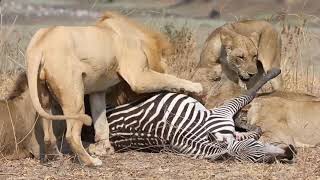 Lions Eating Zebra Alive [upl. by Etheline]