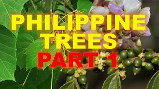 Philippine Trees [upl. by Ahsykal800]