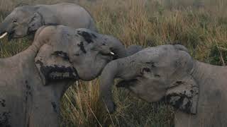 Kaziranga National Park  Assam  The India 100 [upl. by Tenaej]