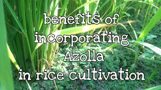 benefits of incorporating Azolla in rice cultivation [upl. by Primalia795]