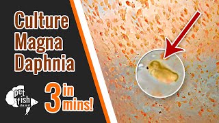 How to culture DAPHNIA MAGNA  The easy way [upl. by Sulohcin]