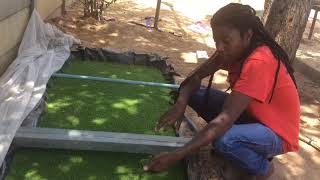 Azolla farming in ZimbabweFish  poultry feed and bio fertilizer [upl. by Ynohtnaed]