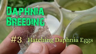 Daphnia Culture made simple and easy 3  Hatching Daphnia eggs [upl. by Aciretnahs963]