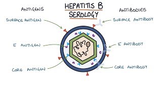 Vaccine for Hepatitis  Hepatitis B Vaccine amp its Dosage  Dr Ravindra B S  Doctors Circle [upl. by Ahtebbat]