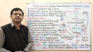 Diabetes Mellitus Part10 Mechanism of Action of Sulfonylurease  Antidiabetic Drugs  Diabetes [upl. by Nomae]