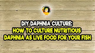 DIY Daphnia Culture How to Culture Nutritious Daphnia as Live Food for Your Fish [upl. by Kahcztiy]