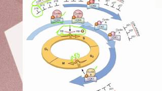 MYELOPROLIFERATIVE NEOPLASMS What’s happening inside the body [upl. by Essilevi]