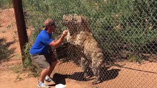 Laughing Hyenas at The Out Africa Zoo Camp Verde Arizona [upl. by Ittak]