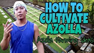 HOW TO GROW AZOLLA  Azolla Farming Ideas [upl. by Willow133]