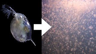 How I Culture Daphnia [upl. by Lashar]