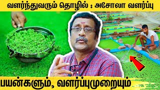 லாபத்தை அள்ளித்தரும் அசோலா வளர்ப்பு தொழில்  Azolla Cultivation Business  Mosquito ferns  Asola [upl. by Yeliac971]