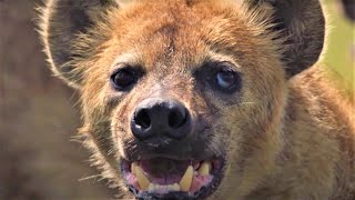 HairRaising Hyena Moments  BBC Earth [upl. by Yves]