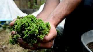 The Azolla Project at Colorado State University [upl. by Kerrin]