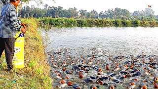 Tilapia Fish Farming  How to Feed Monosex Tilapia [upl. by Amara312]