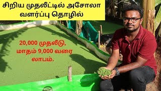 Azolla Cultivation Business  Agri Business In Low Investment [upl. by Hawthorn206]