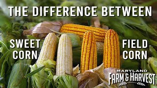 The Difference Between SWEET Corn amp FIELD Corn  Maryland Farm amp Harvest [upl. by Irrol]