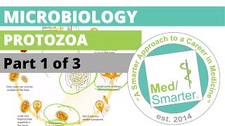 Protozoa  Microbiology  USMLE STEP 1  Part 1 of 3 [upl. by Zahara]