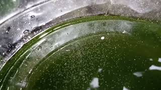 DAPHNIA MOINA CULTURE IN A SMALL BUCKET [upl. by Assylla868]