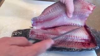 How to fillet a tilapia by Bluegrass Aquaponics [upl. by Navnod]