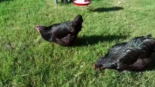 Black australorp chickens awesome breed [upl. by Annotahs]