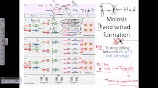 Tetrad analysis introduction [upl. by Kimmie395]