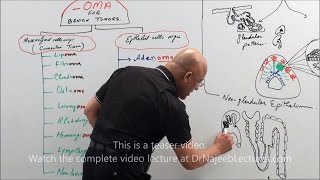 Hematopoiesis  Hematologic System Diseases  NCLEXRN  Khan Academy [upl. by Craggy]