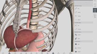 Anatomical VS Physiological Sphincter  GIT  Anatomy [upl. by Hampton]